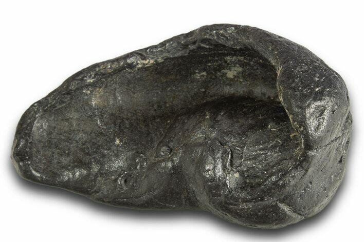 Large, Fossil Whale Ear Bone - South Carolina #321091